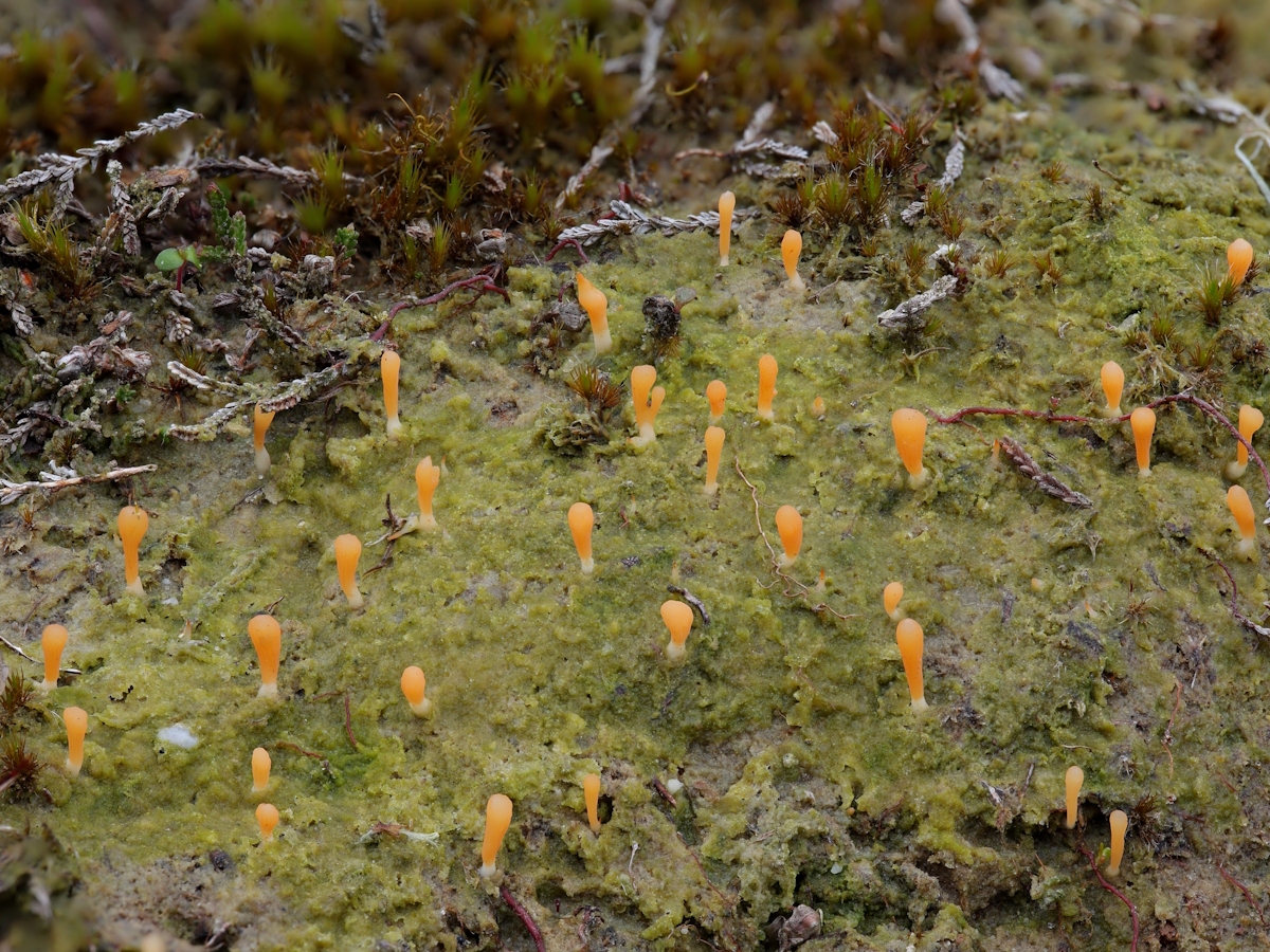 Multiclavula vernalis (door Henk-Jan van der Kolk)
