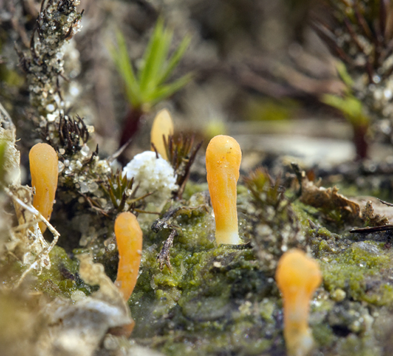 Multiclavula vernalis (door Menno Boomsluiter)