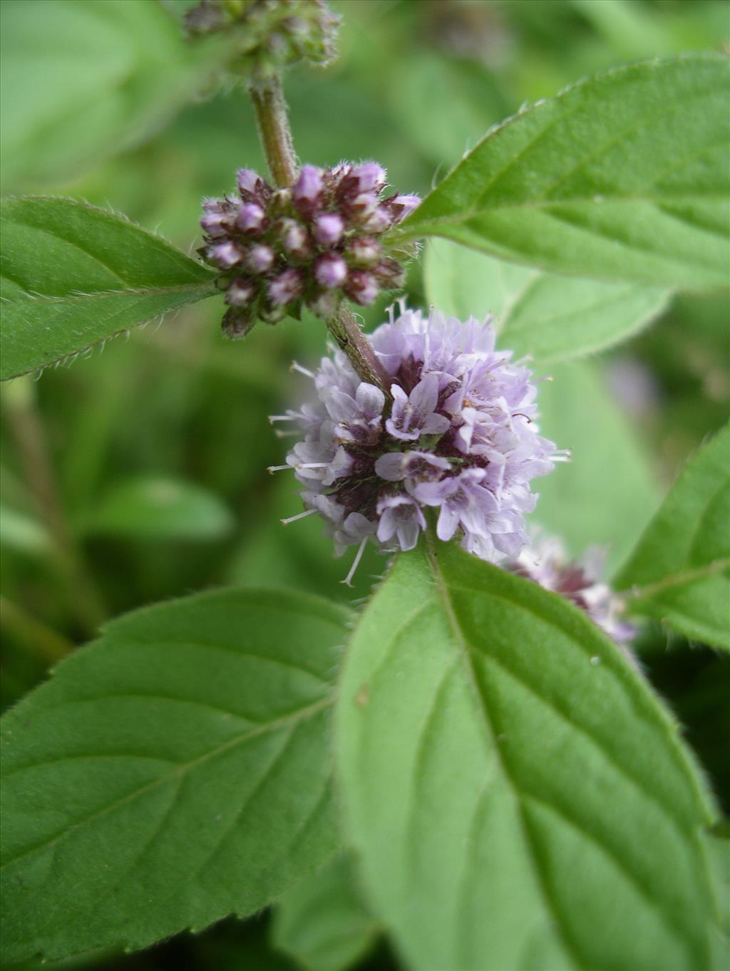 Mentha arvensis (door Arie van den Bremer)