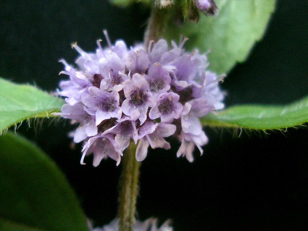 Mentha arvensis (door Arie van den Bremer)