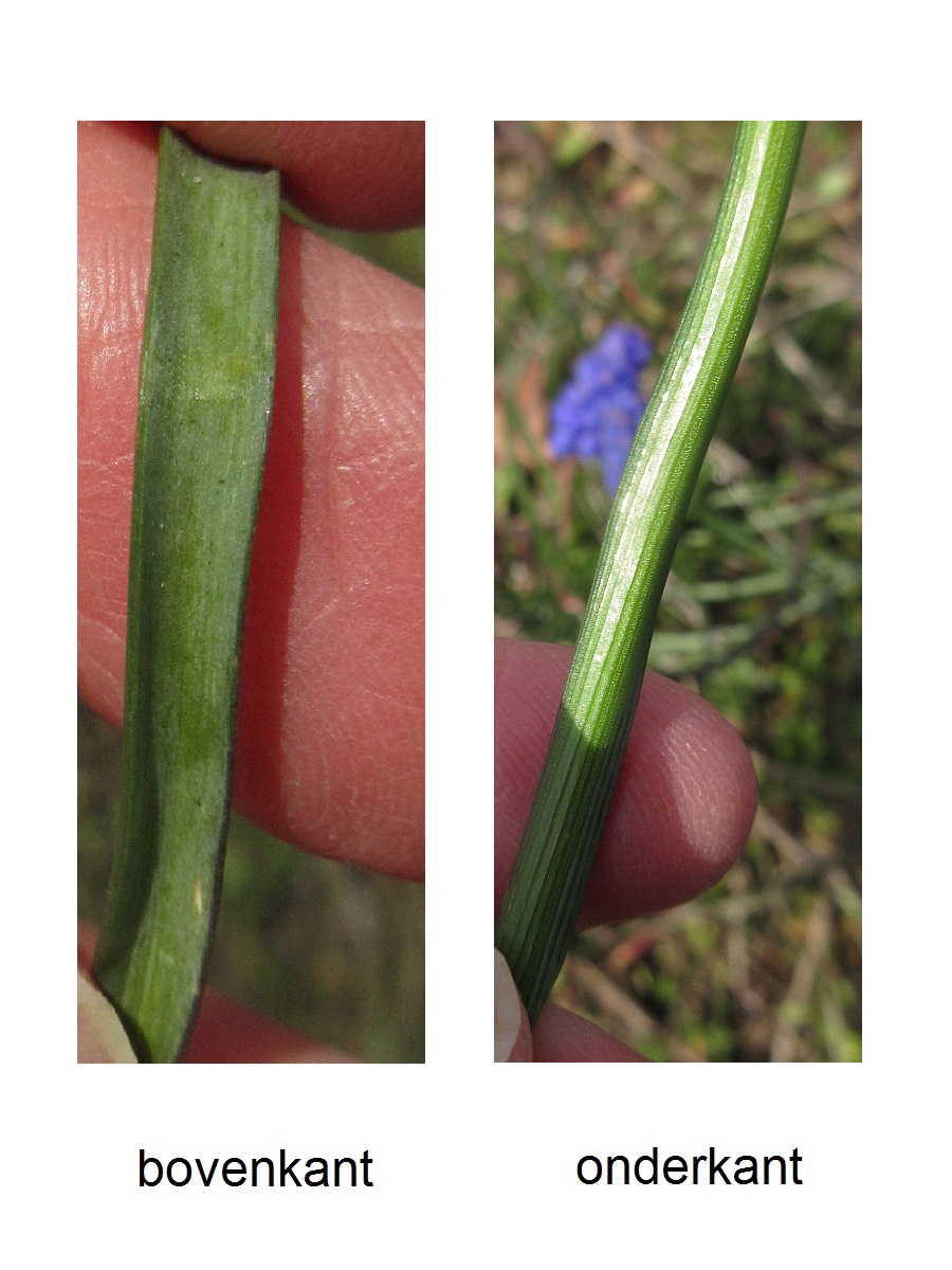 Muscari armeniacum (door Hanneke Waller)