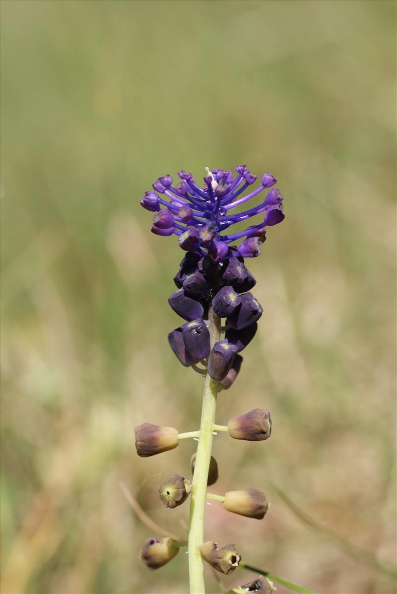 Muscari comosum (door Adrie van Heerden)