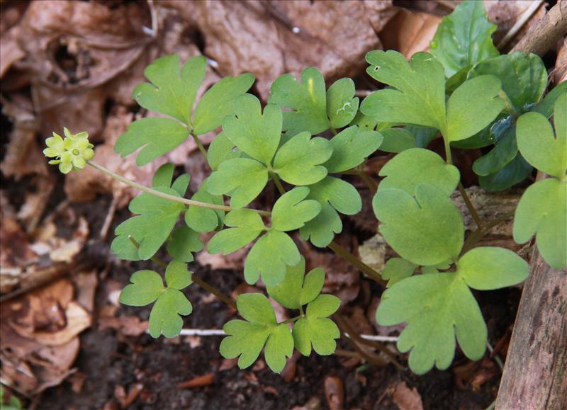 Adoxa moschatellina (door Peter Meininger)