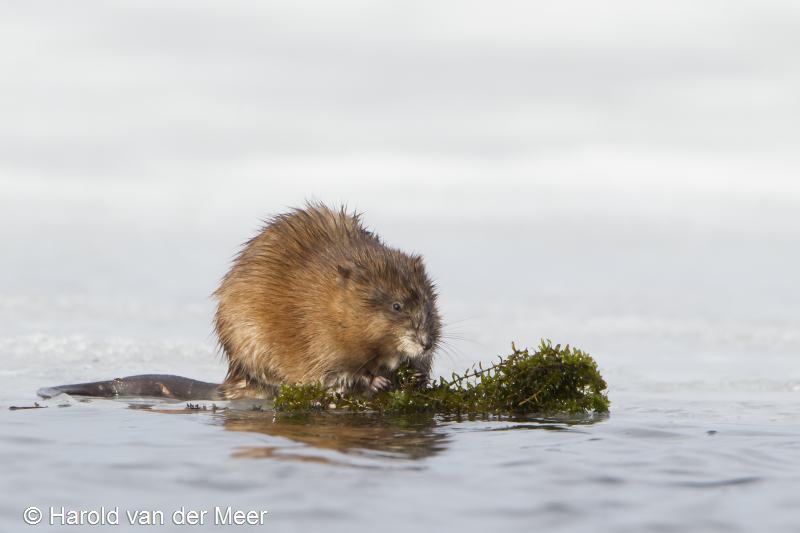 Ondatra zibethicus (door Harold van der Meer)