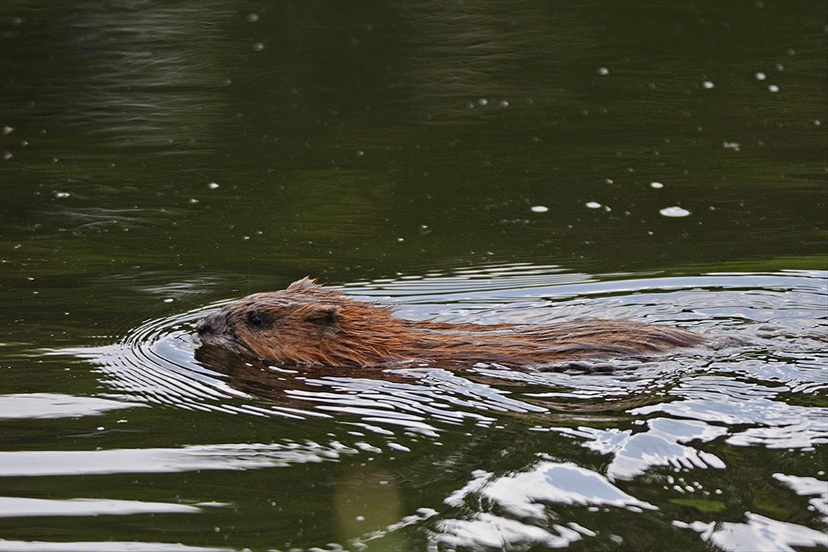 Ondatra zibethicus (door Ab H. Baas)