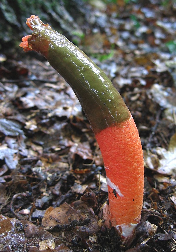 Mutinus elegans (door Gio van Bernebeek)