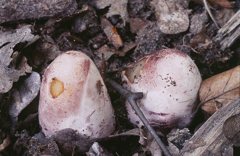 Mutinus elegans (door Menno Boomsluiter)