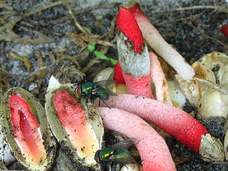 Mutinus ravenelii (door Martijn Oud)