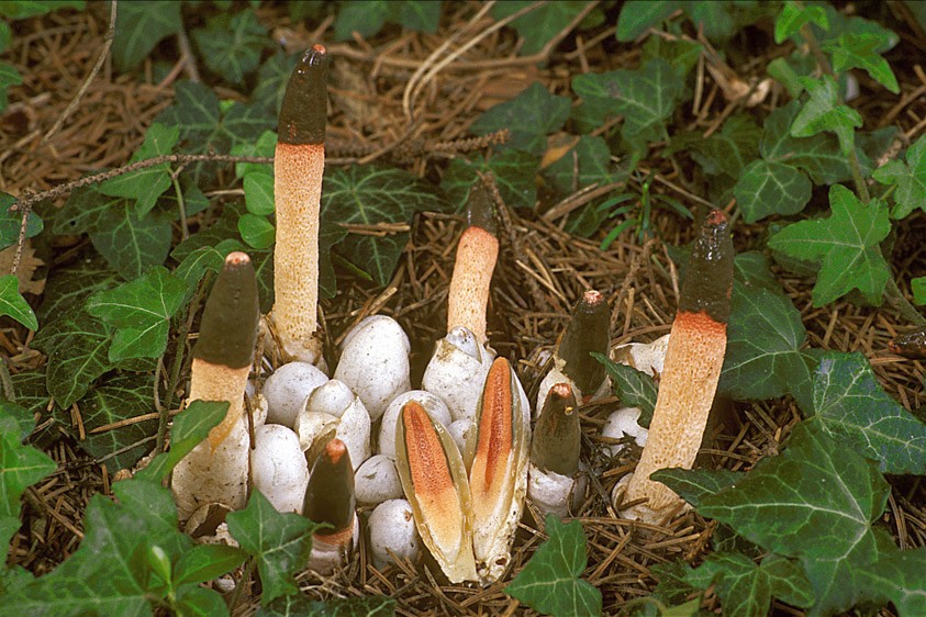 Mutinus caninus (door Henk Huijser)