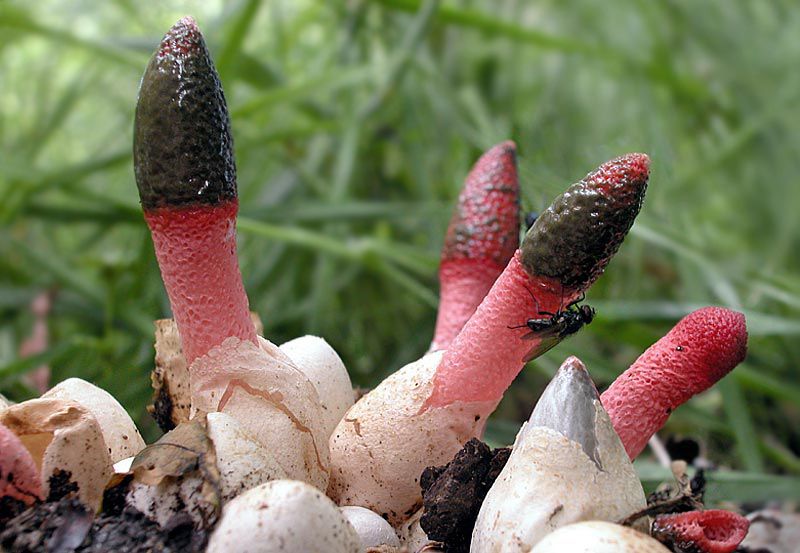 Mutinus ravenelii (door Gerben Winkel)