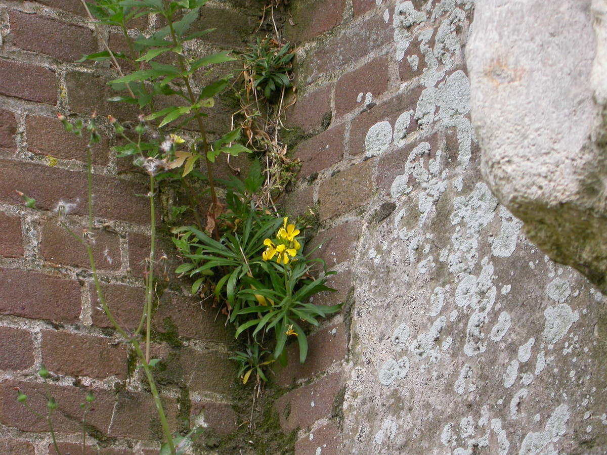 Erysimum cheiri (door Peter Meininger)