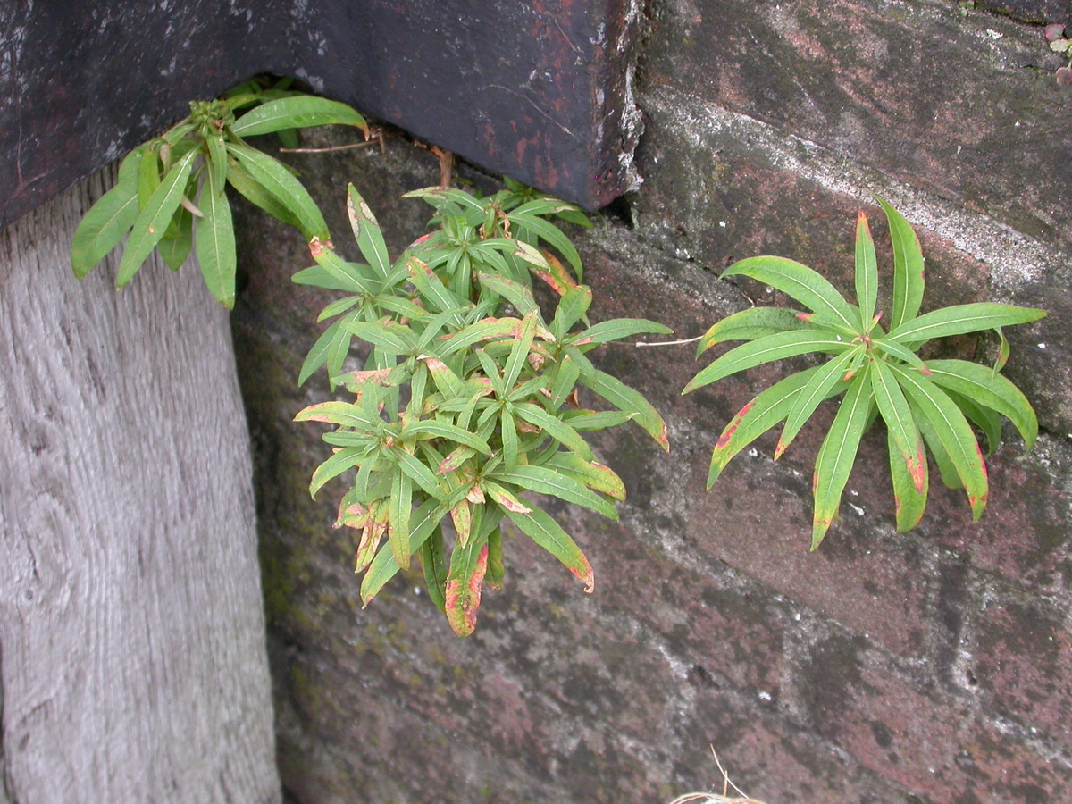 Erysimum cheiri (door Peter Meininger)