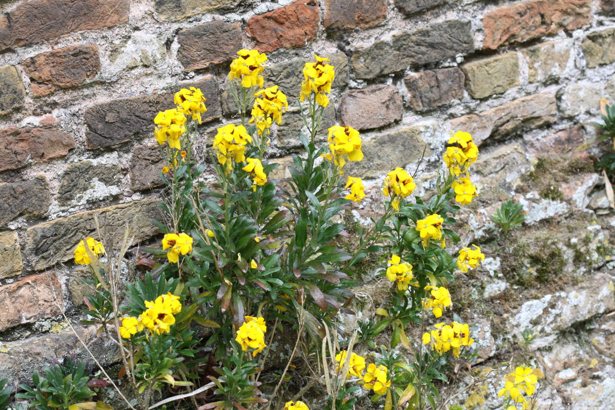 Erysimum cheiri (door Peter Meininger)