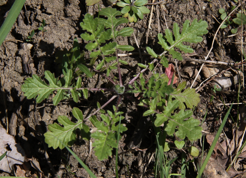 Coincya monensis subsp. cheiranthos (door Peter Meininger)