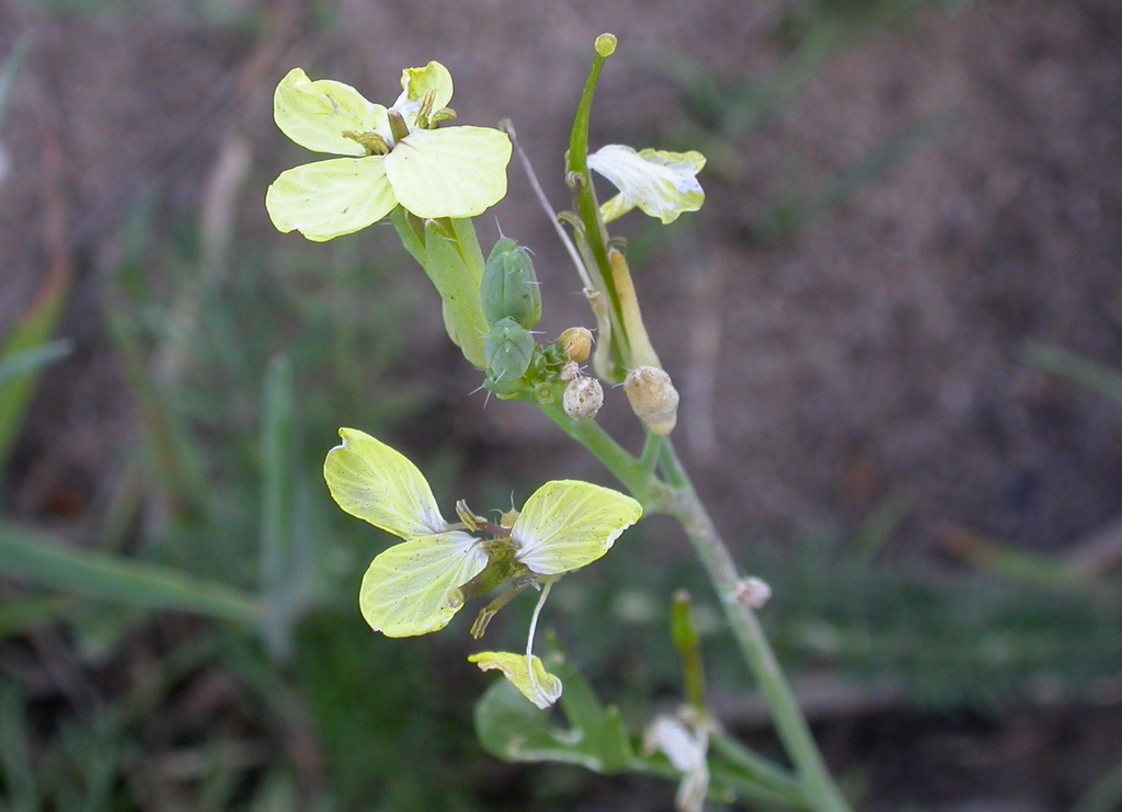 Coincya monensis subsp. cheiranthos (door Peter Meininger)