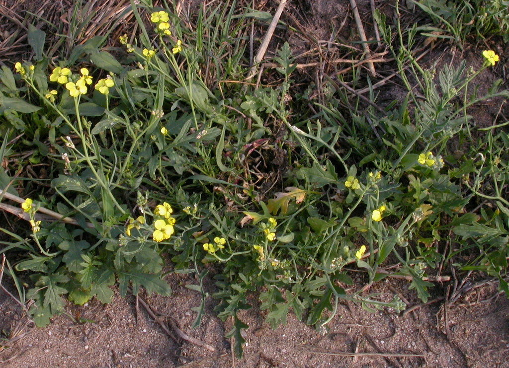 Coincya monensis subsp. cheiranthos (door Peter Meininger)