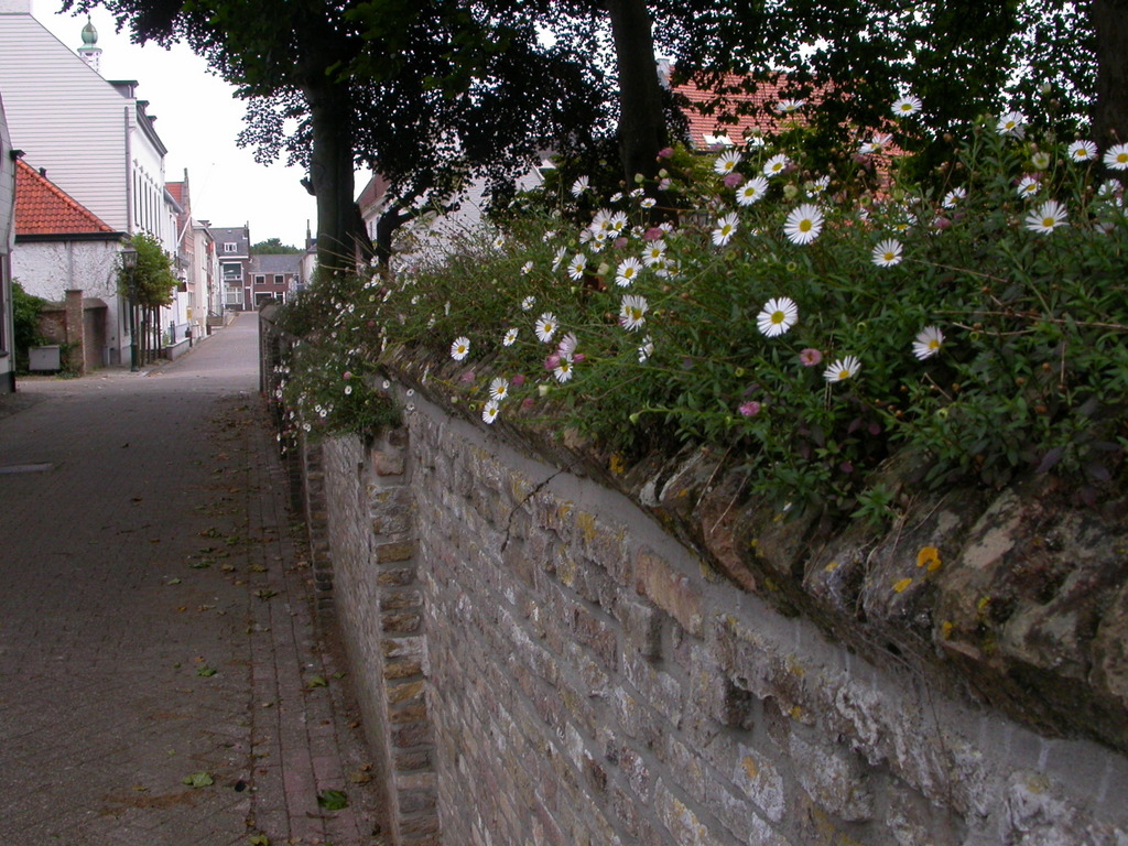 Erigeron karvinskianus (door Peter Meininger)