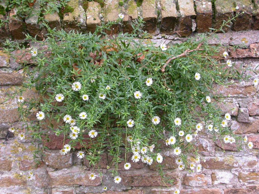 Erigeron karvinskianus (door Peter Meininger)