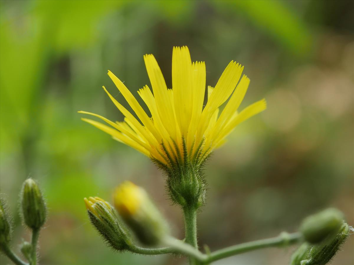 Hieracium sect. Hieracium (door Fred Severin)