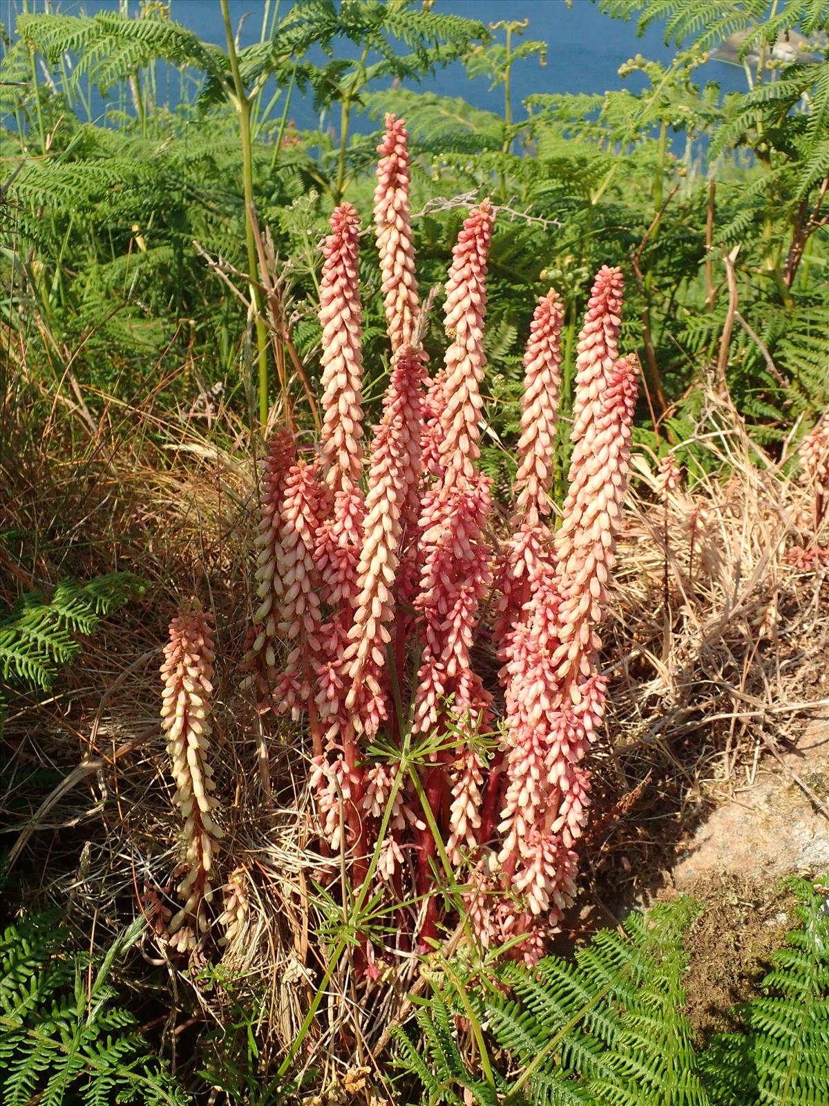 Umbilicus rupestris (door Adrie van Heerden)