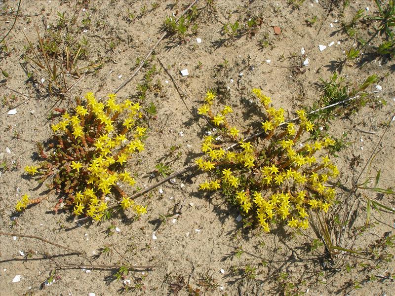 Sedum acre (door Piet Bremer )