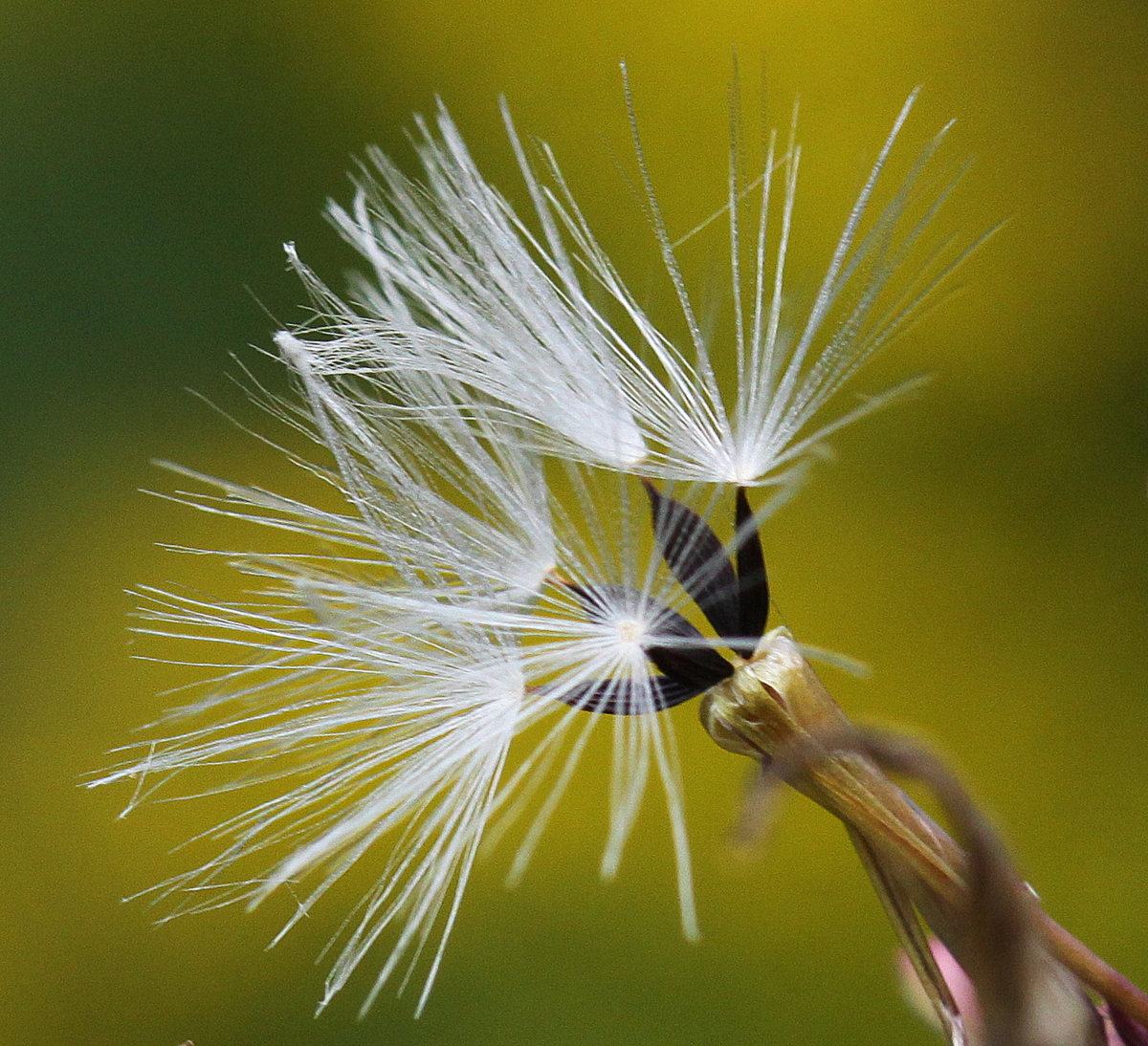 Mycelis muralis (door Peter Meininger)