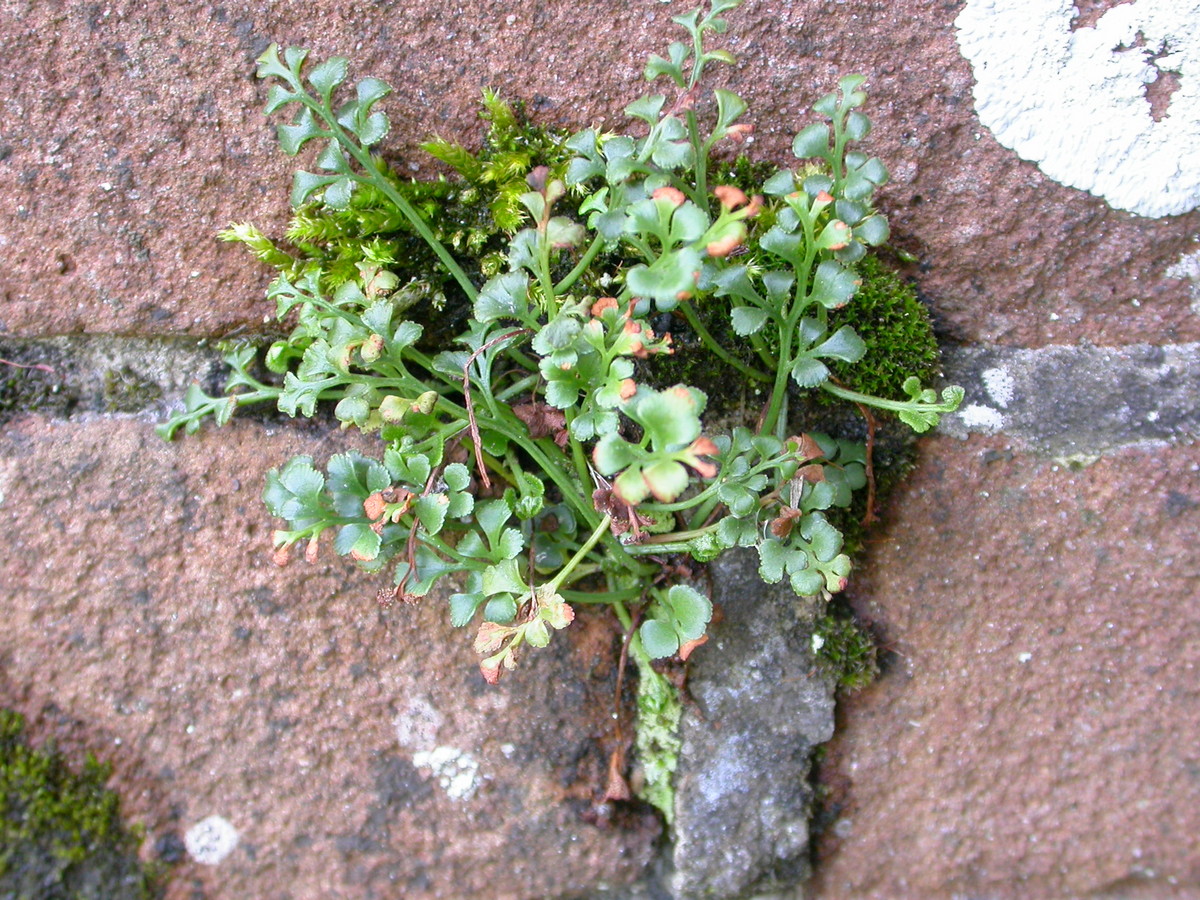 Asplenium ruta-muraria (door Peter Meininger)