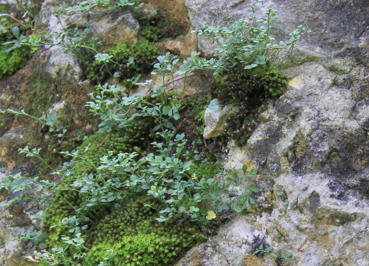 Asplenium ruta-muraria (door Peter Meininger)