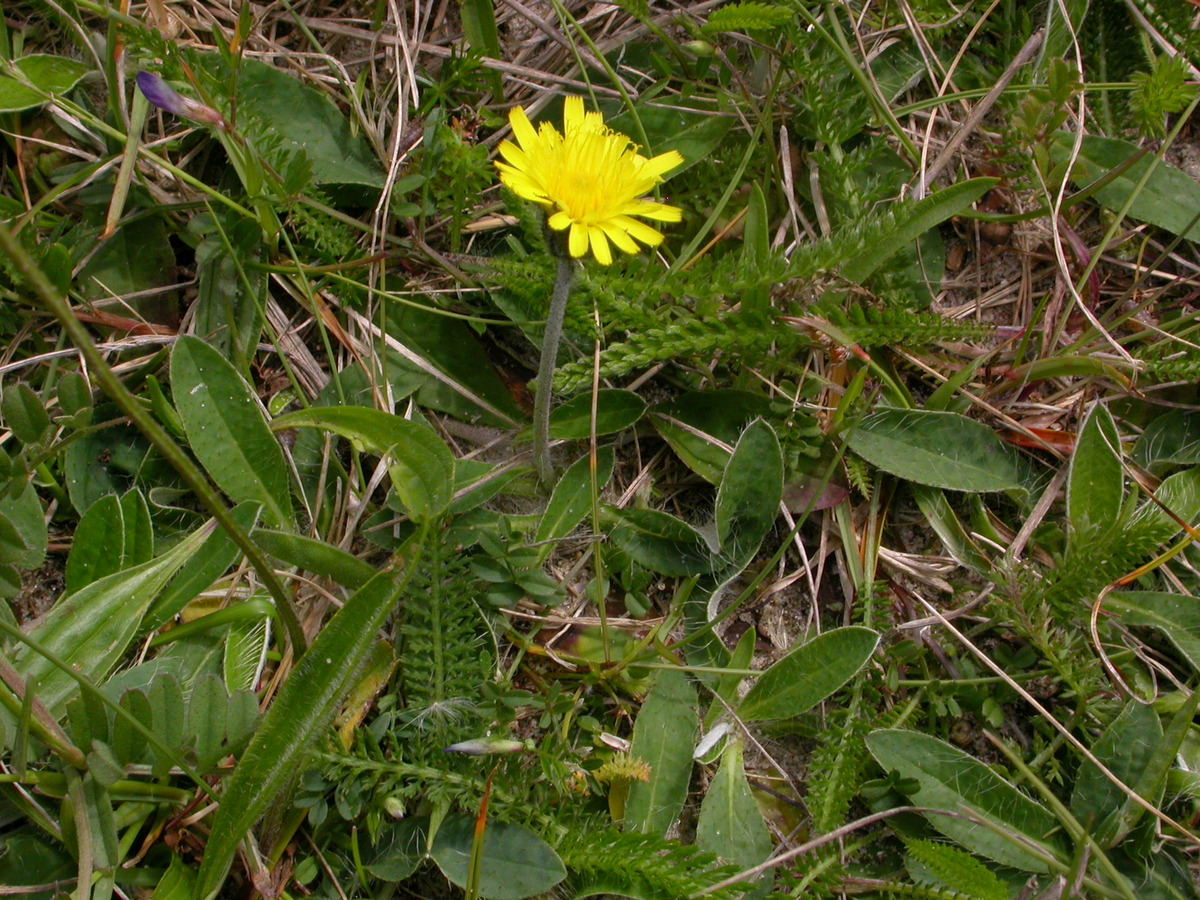 Pilosella officinarum (door Peter Meininger)