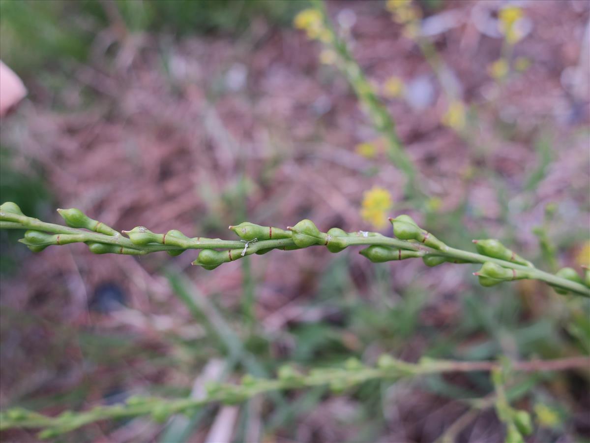 Myagrum perfoliatum (door Grada Menting)