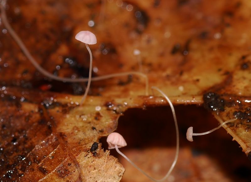 Mycena smithiana (door Laurens van der Linde)