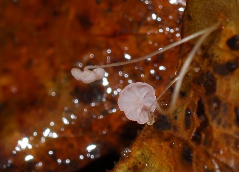 Mycena smithiana (door Laurens van der Linde)