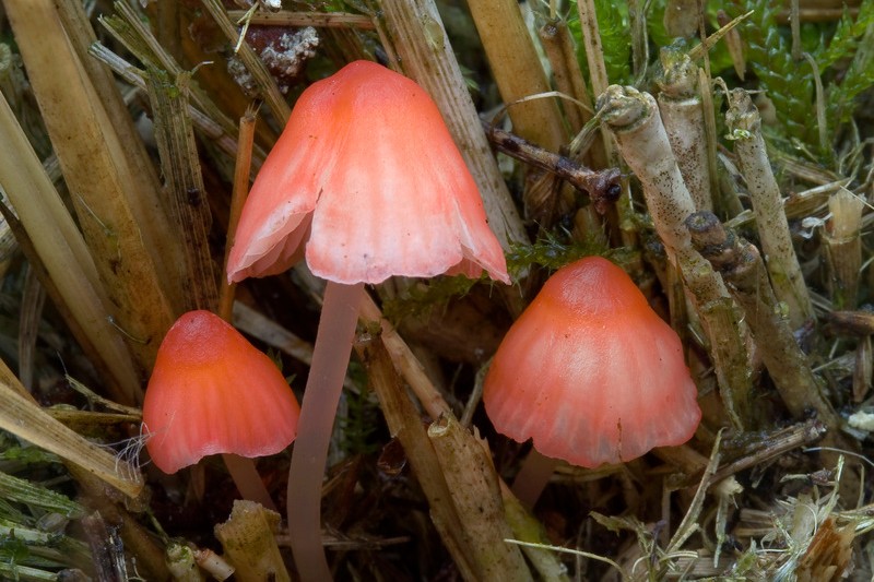 Mycena adonis (door Gerben Winkel)