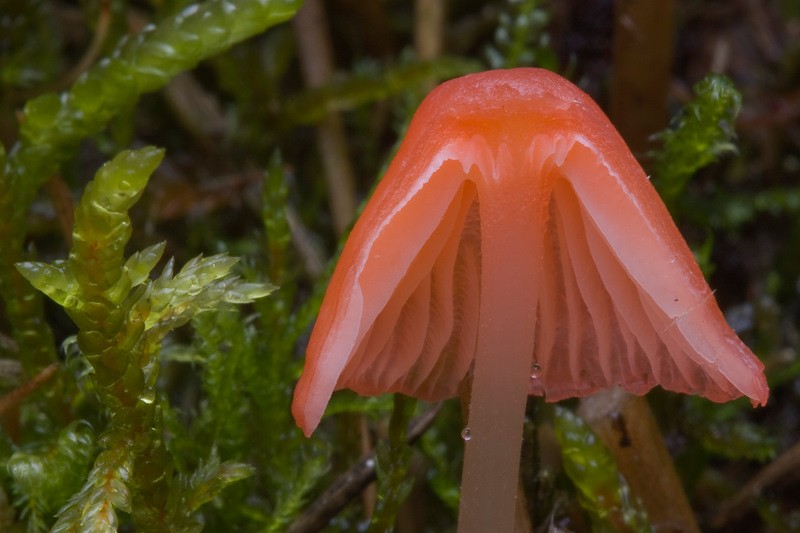 Mycena adonis (door Gerben Winkel)