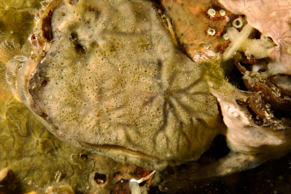 Mycale (Carmia) micracanthoxea (door Godfried van Moorsel - ecosub)