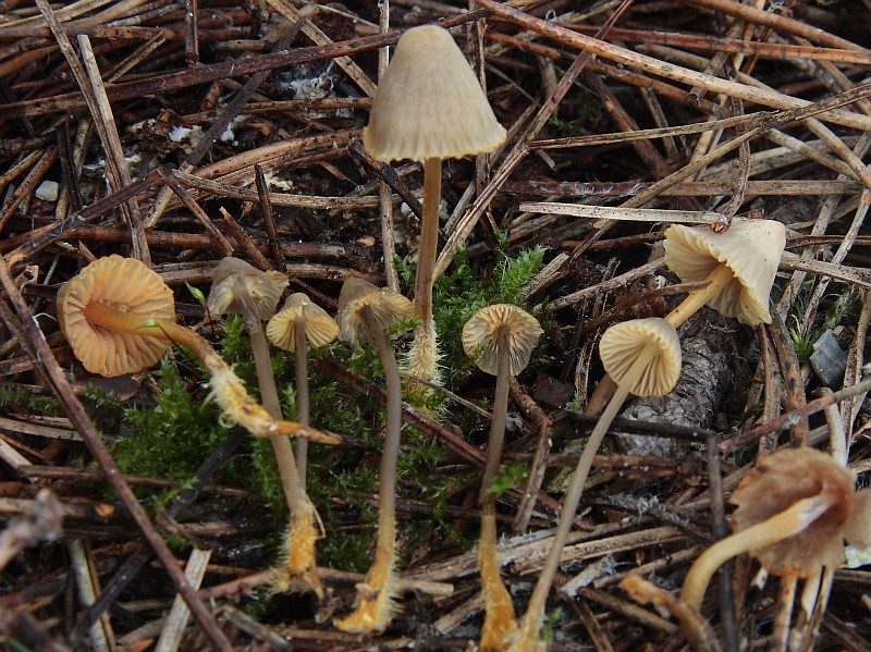 Mycena aurantiomarginata (door Aldert Gutter)