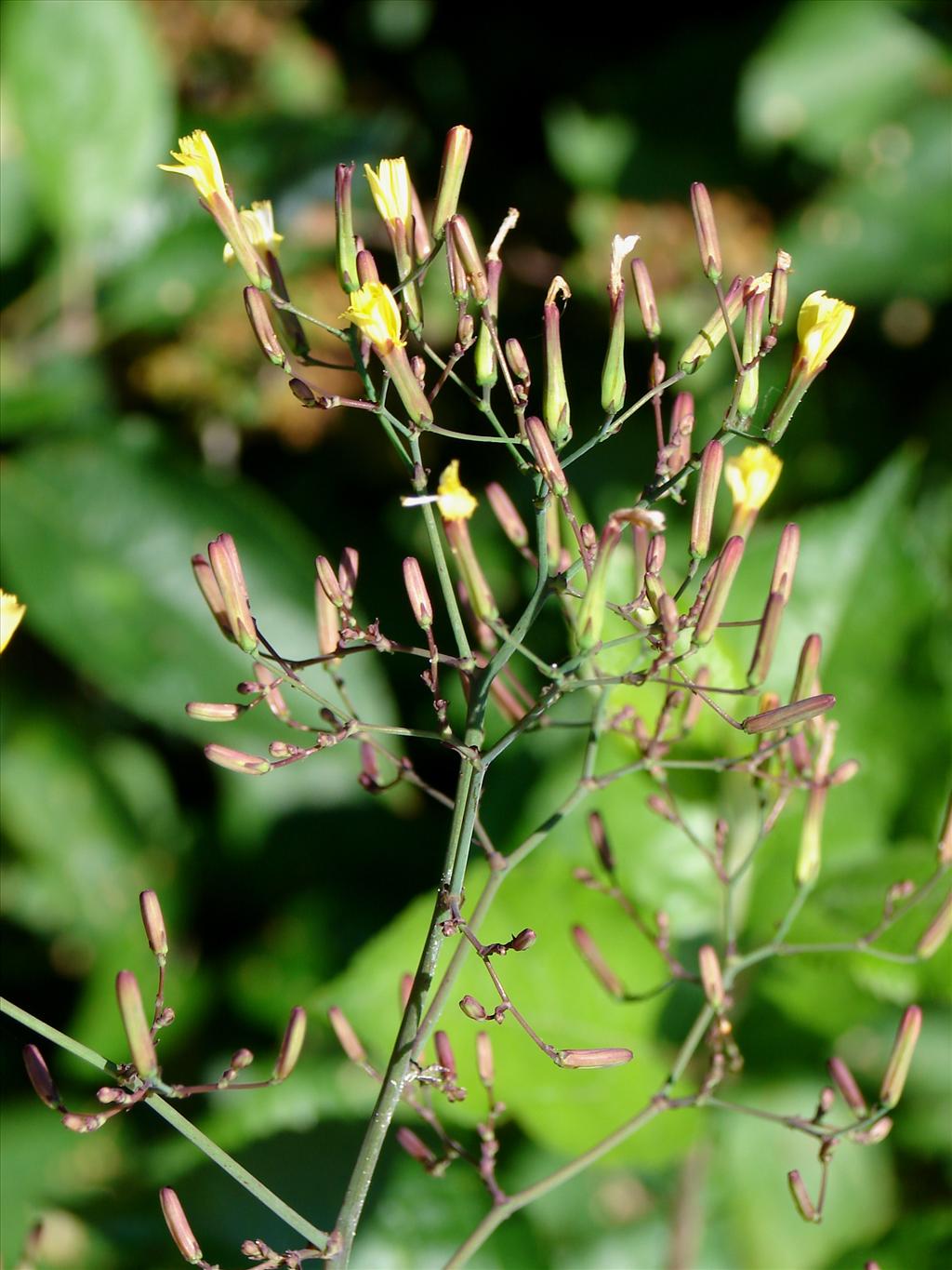 Mycelis muralis (door Adrie van Heerden)