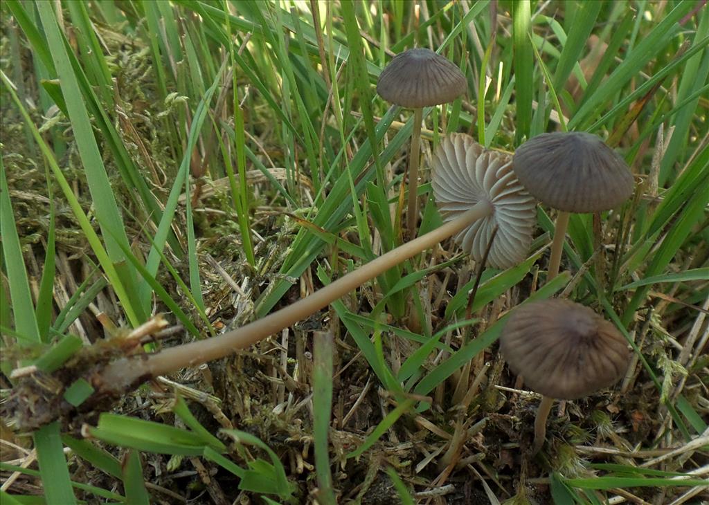 Mycena megaspora (door Anneke van der Putte)