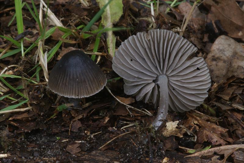 Mycena abramsii (door Henk Remijn)