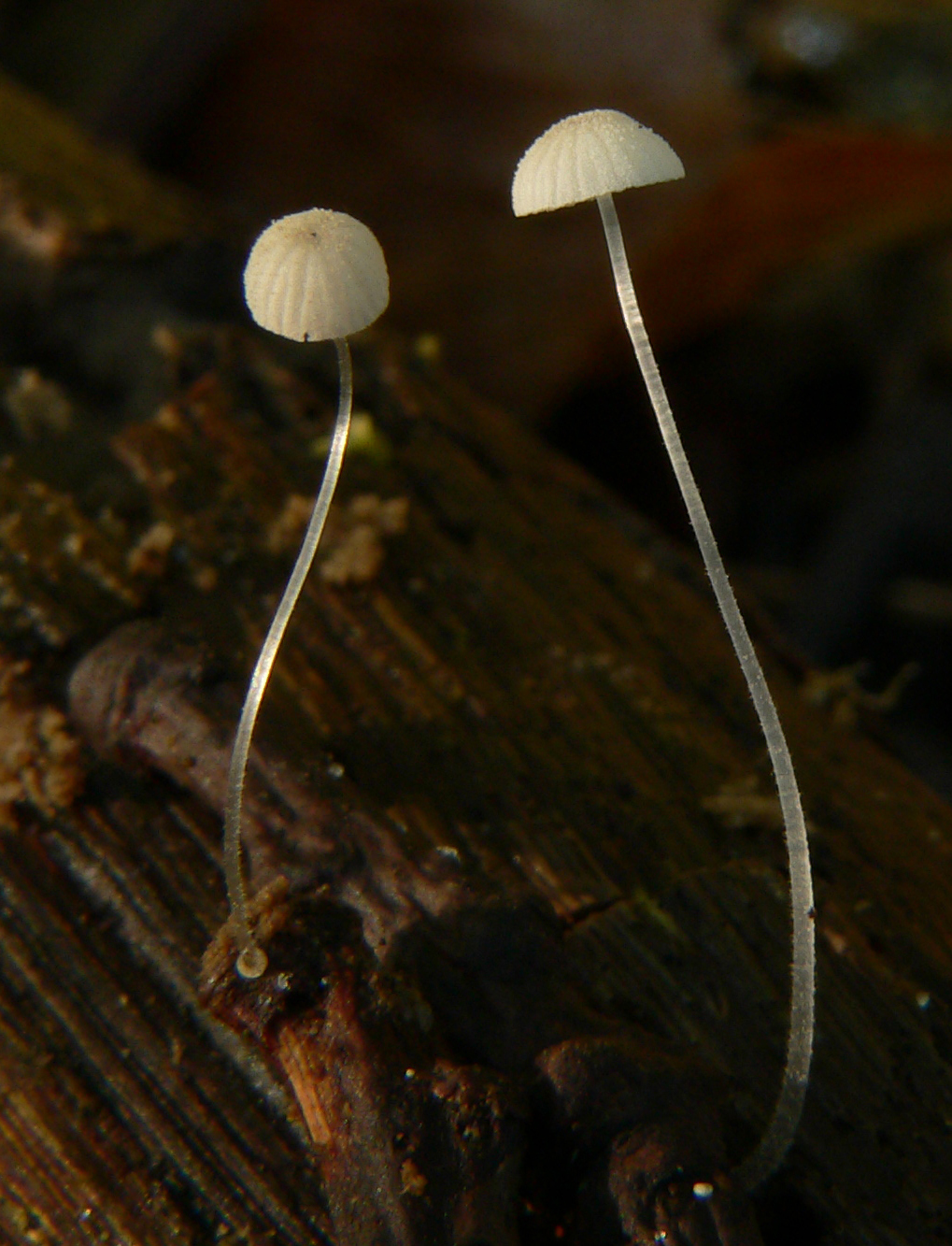 Mycena adscendens (door Hans Meulenbelt)