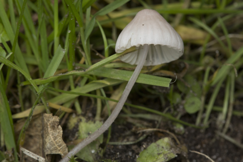 Mycena albidolilacea (door Menno Boomsluiter)