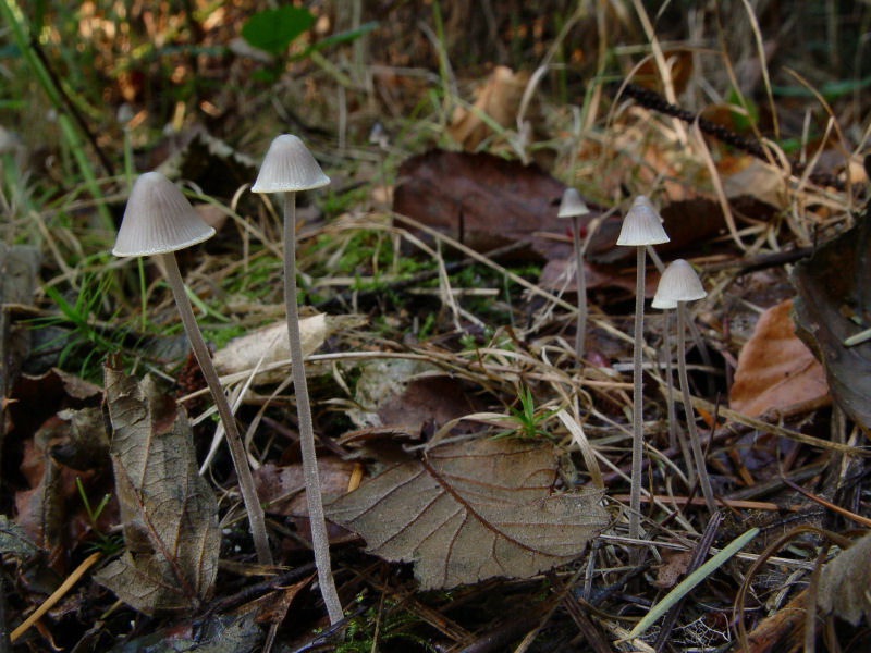 Mycena amicta (door André Houter)