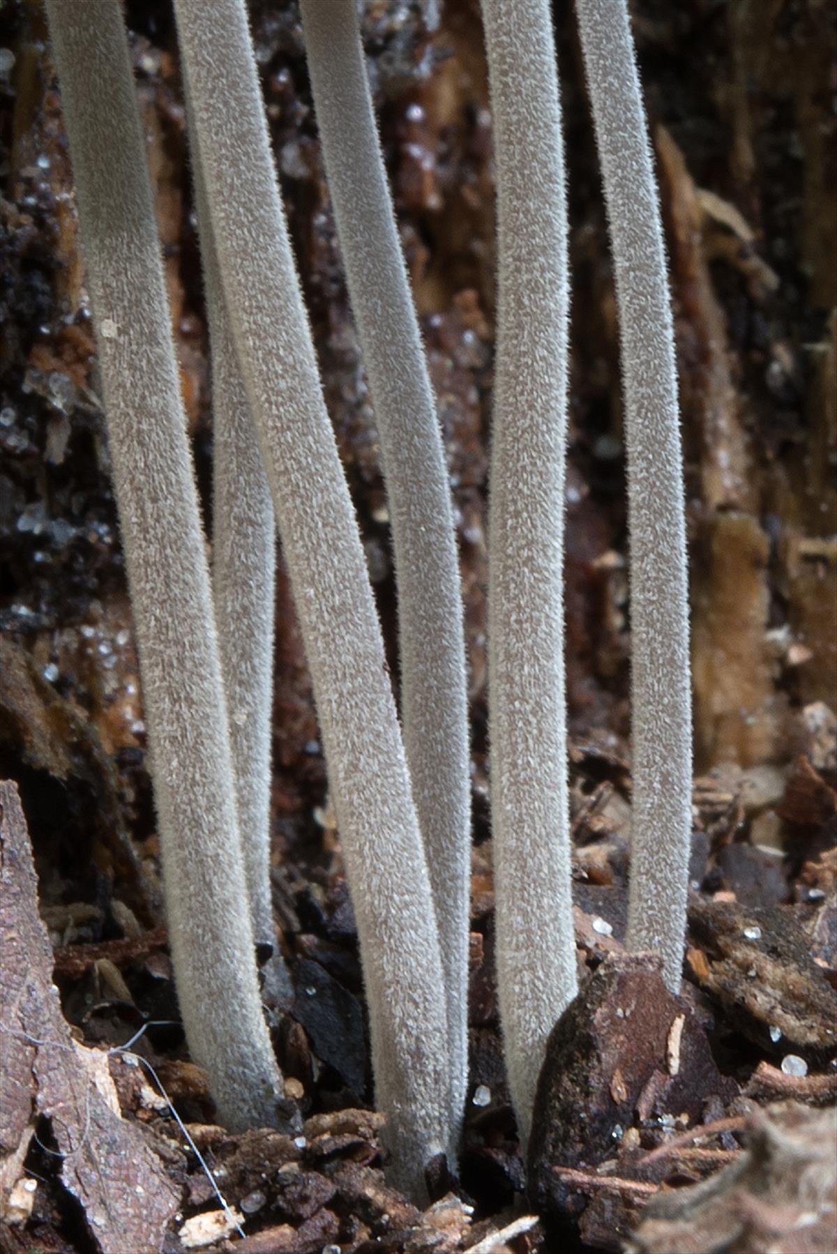 Mycena amicta (door John den Daas)