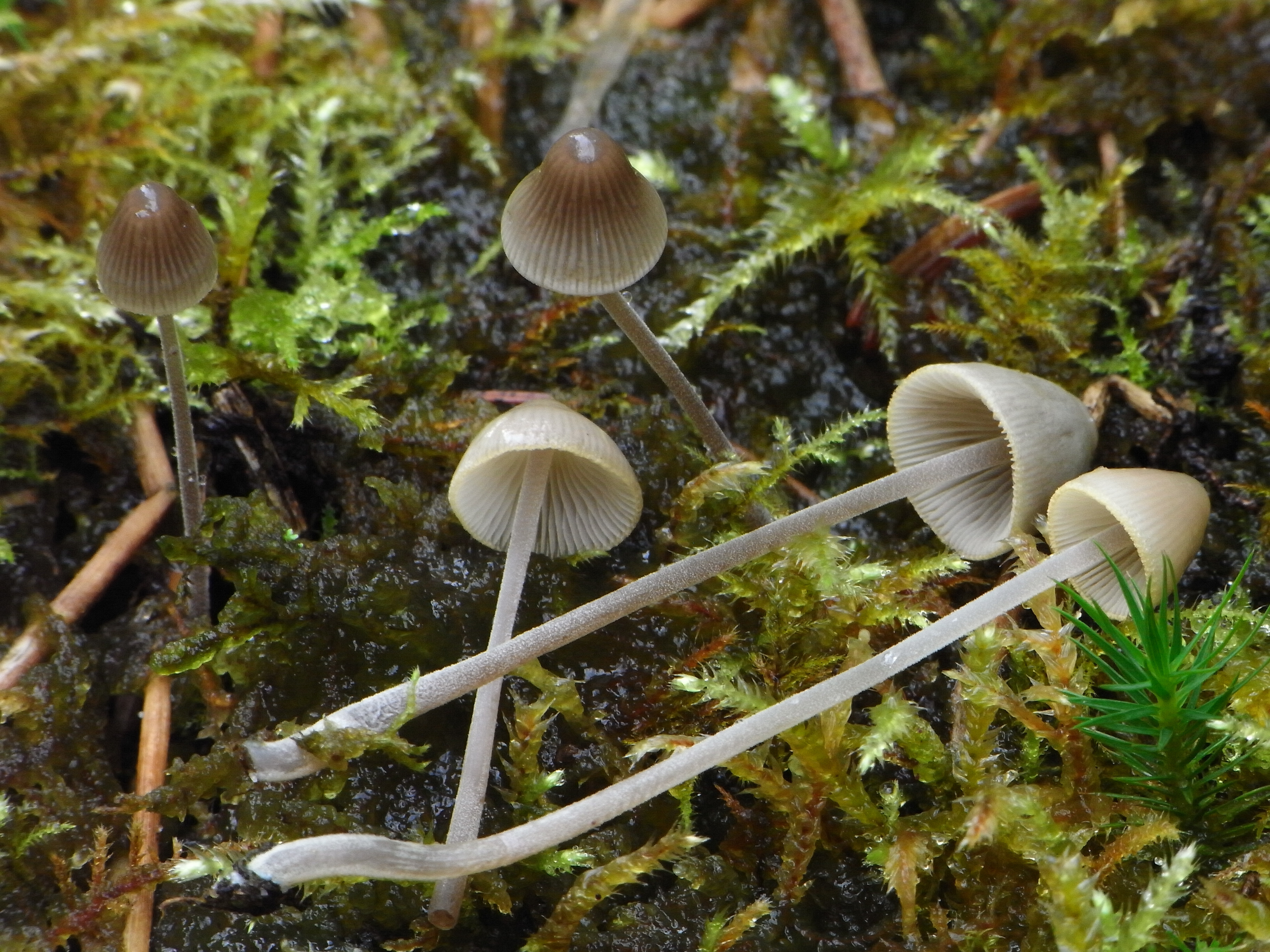 Mycena amicta (door Roeland Enzlin)