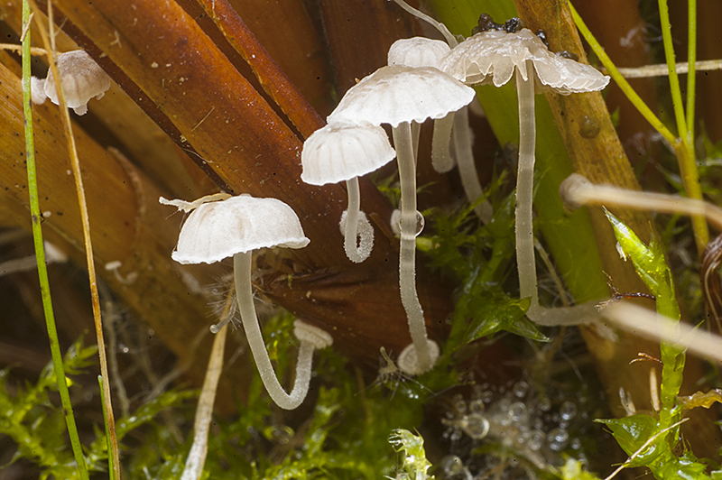 Mycena bulbosa (door Nico Dam)