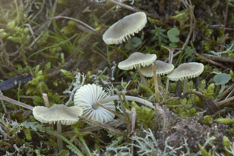 Mycena chlorantha (door Menno Boomsluiter)