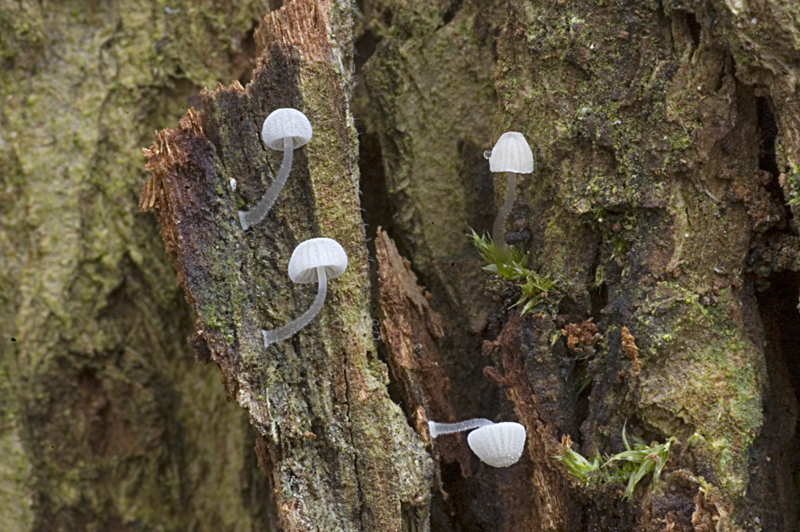 Mycena clavularis (door Nico Dam)