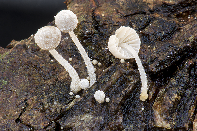 Mycena corynephora (door Nico Dam)