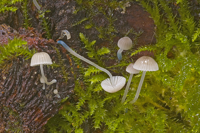 Mycena cyanorhiza (door Nico Dam)