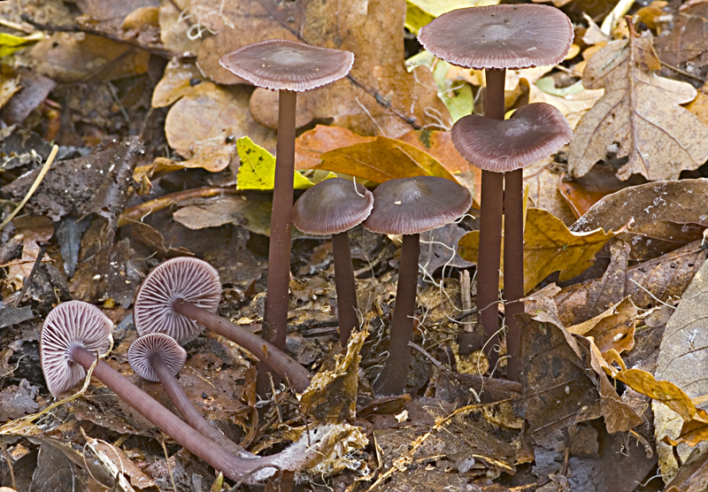 Mycena diosma (door Nico Dam)